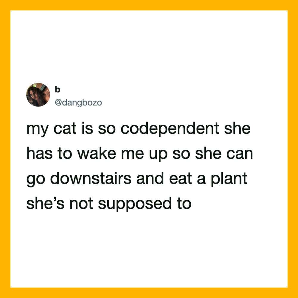 My cat is so codependent she has to wake me up so she can go downstairs and eat a plant she's not s.