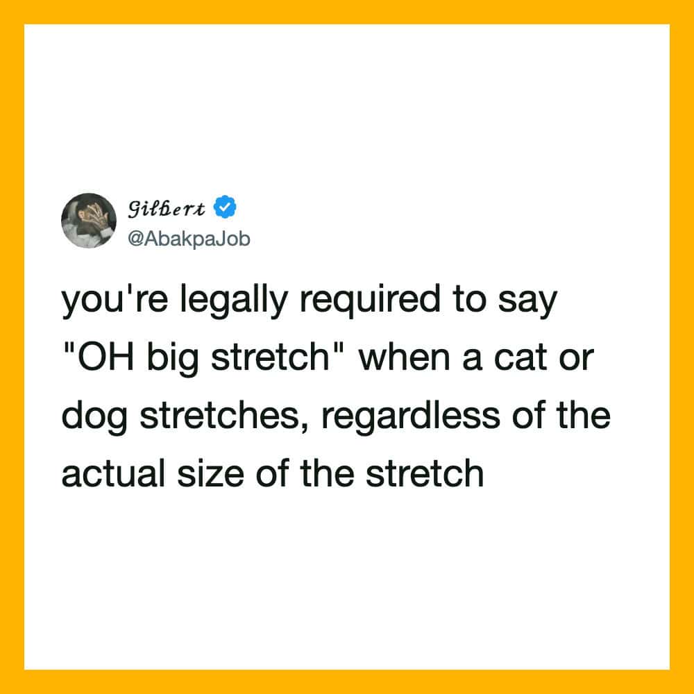 Tweet about saying 'OH big stretch' when a pet stretches, regardless of size.