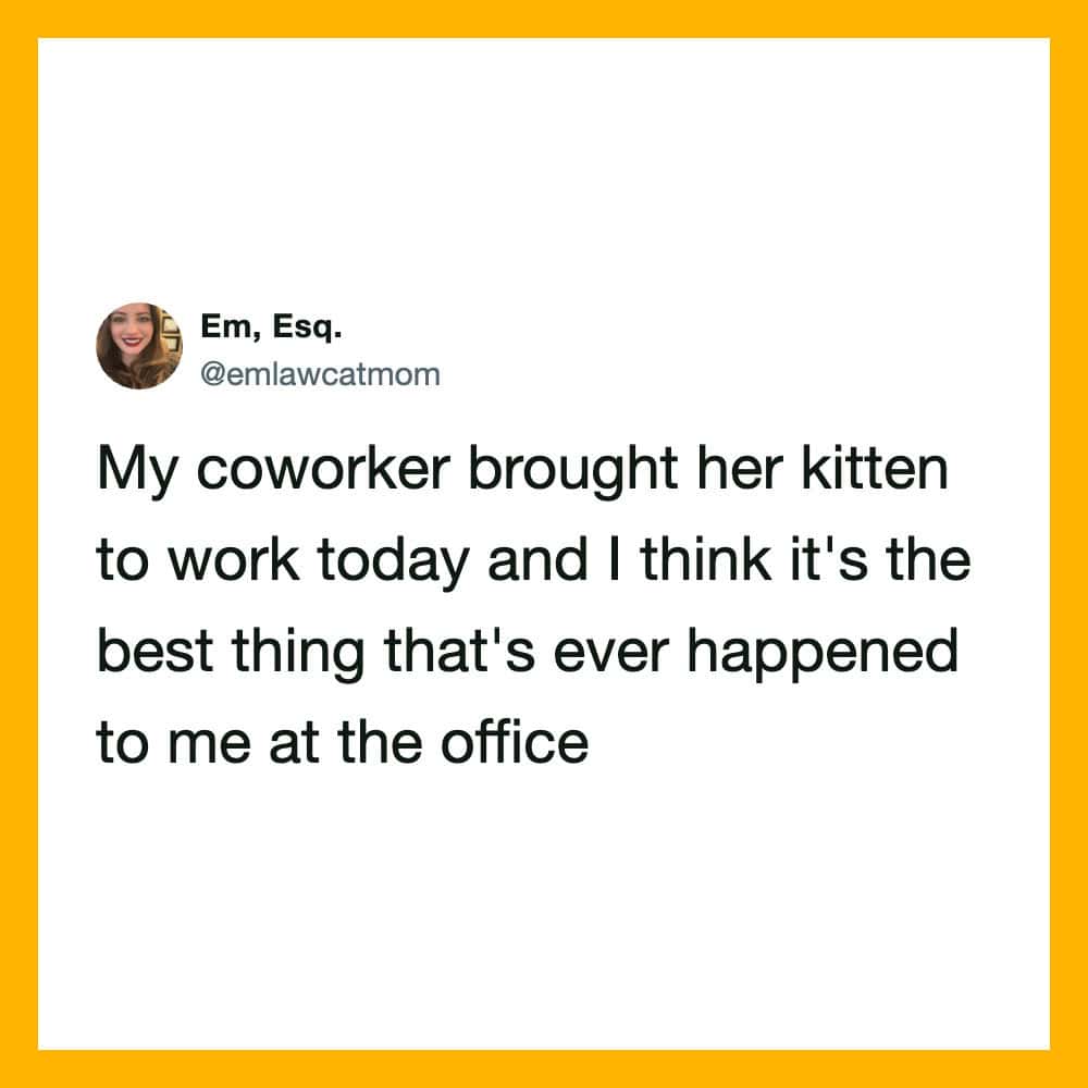 Coworker brought her kitten to work, best thing that happened to me at the office.