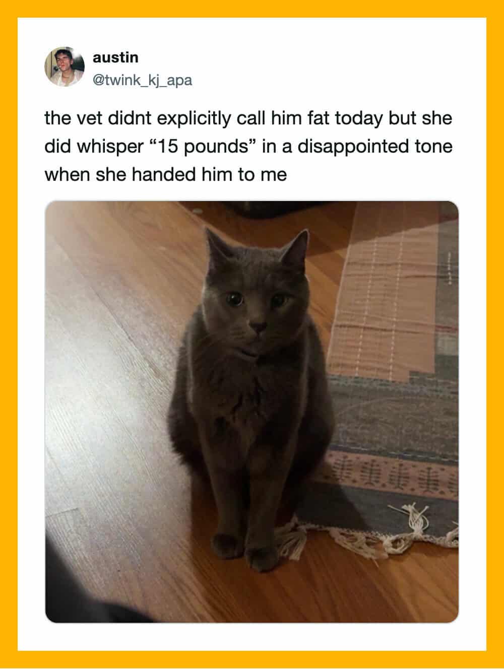 Gray cat sitting on wooden floor with a disappointed expression.