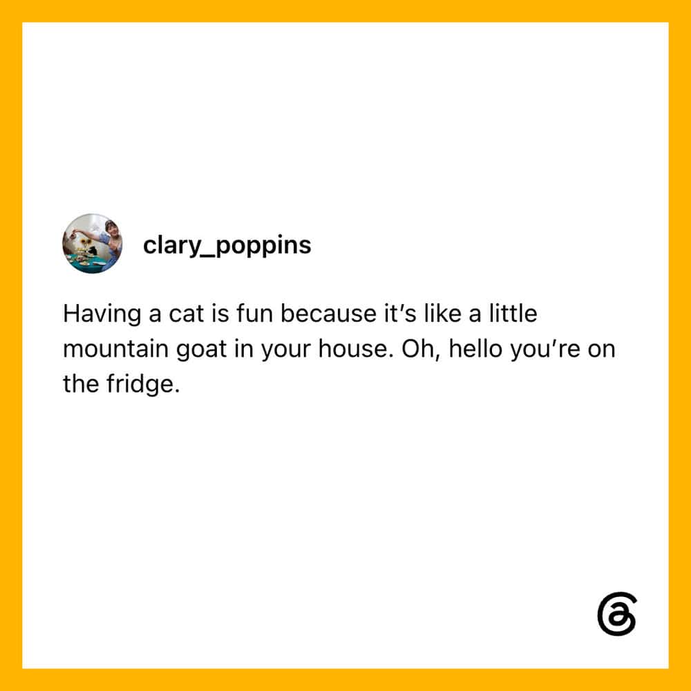 Having a cat is fun because it’s like a little mountain goat in your house.