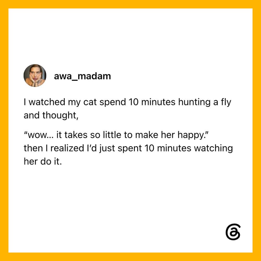A social media post about a cat hunting a fly and the owner watching.