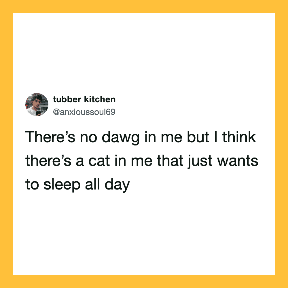 Tweet from tubber kitchen about a cat that wants to sleep all day.