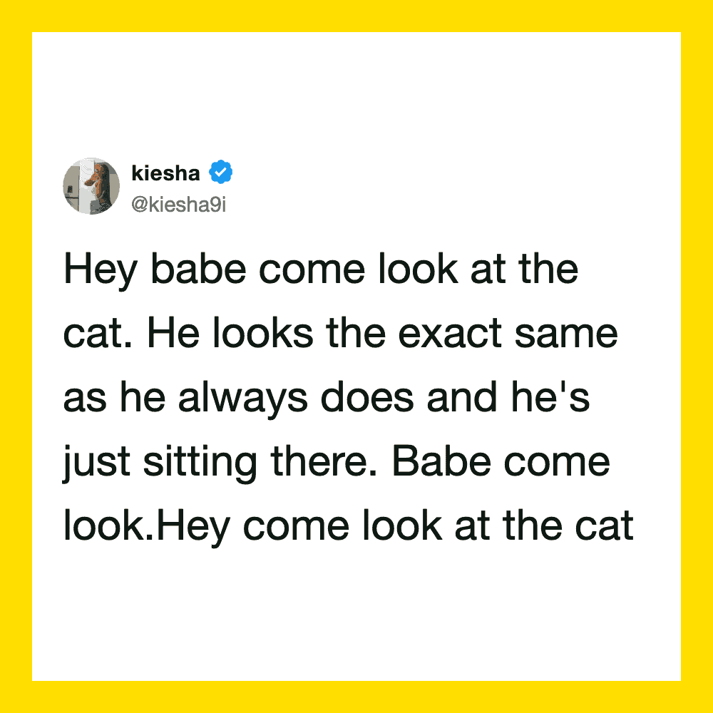Tweet from kiesha about her cat sitting and looking the same as always.