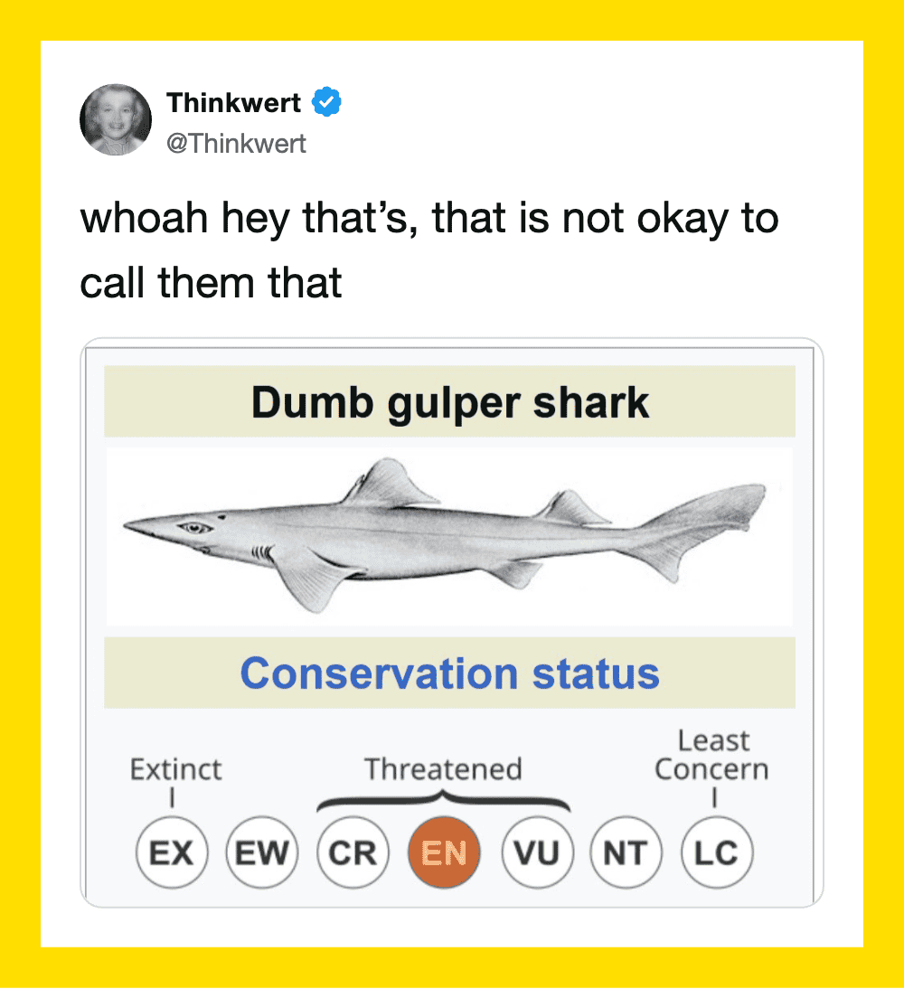 Thinkwert tweet about a dumb gulp shark with conservation status and threat level.