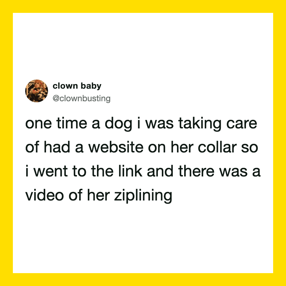 A tweet about a dog with a website on her collar and a video of her ziplining.
