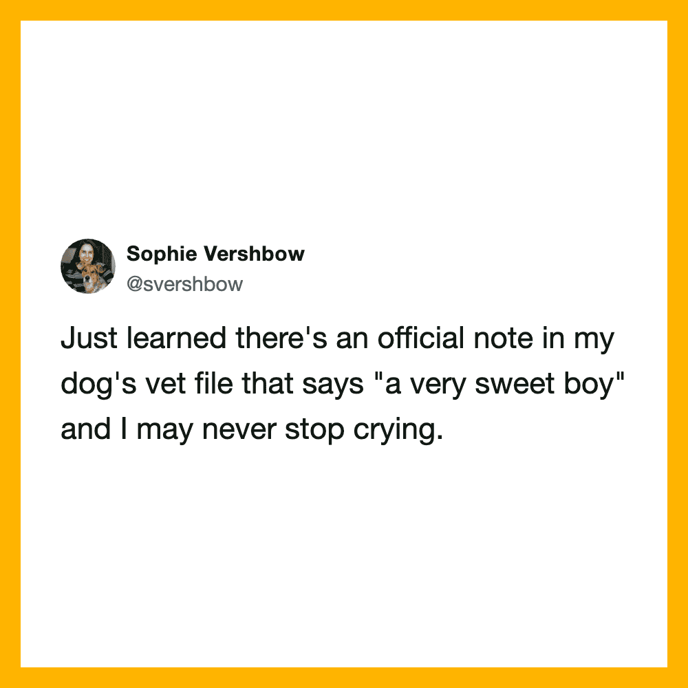 Sophie Vershow's tweet about a note in her dog's vet file saying 'a very sweet boy'.
