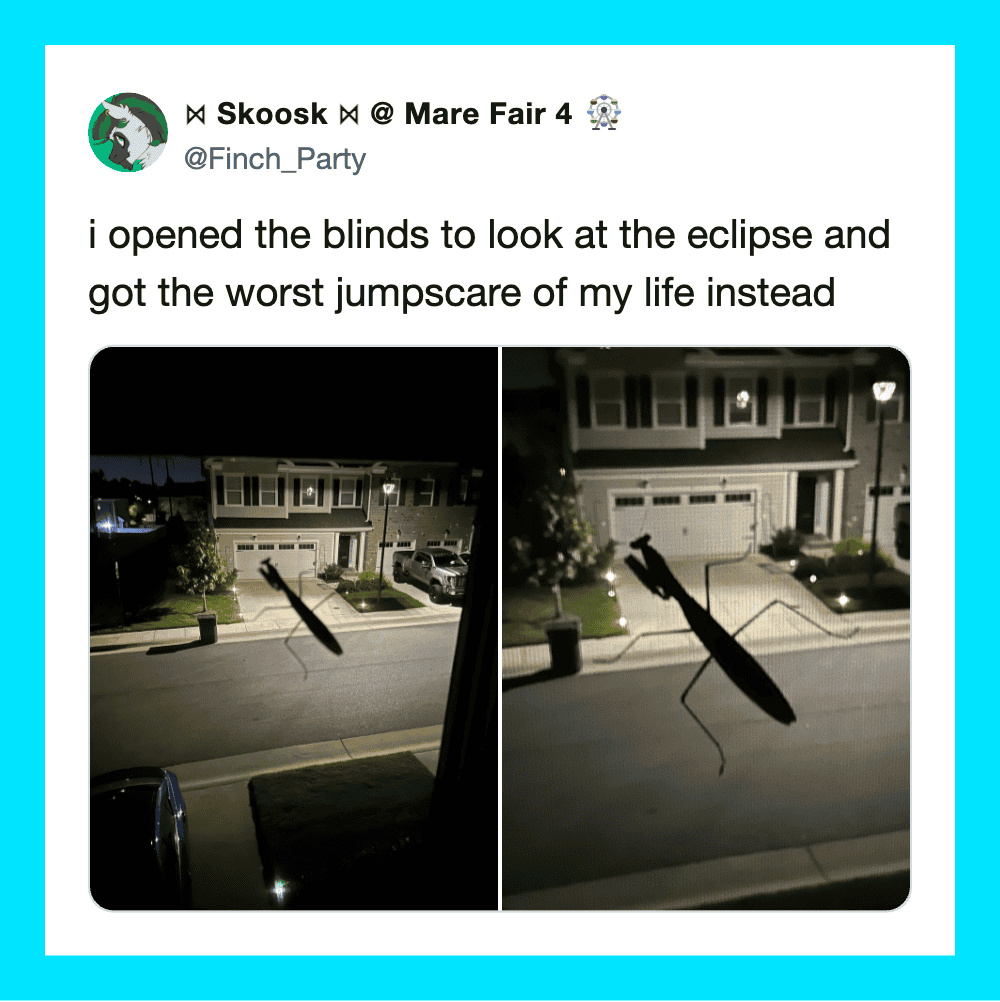 Two photos of a house with a large insect shadow on the blinds.