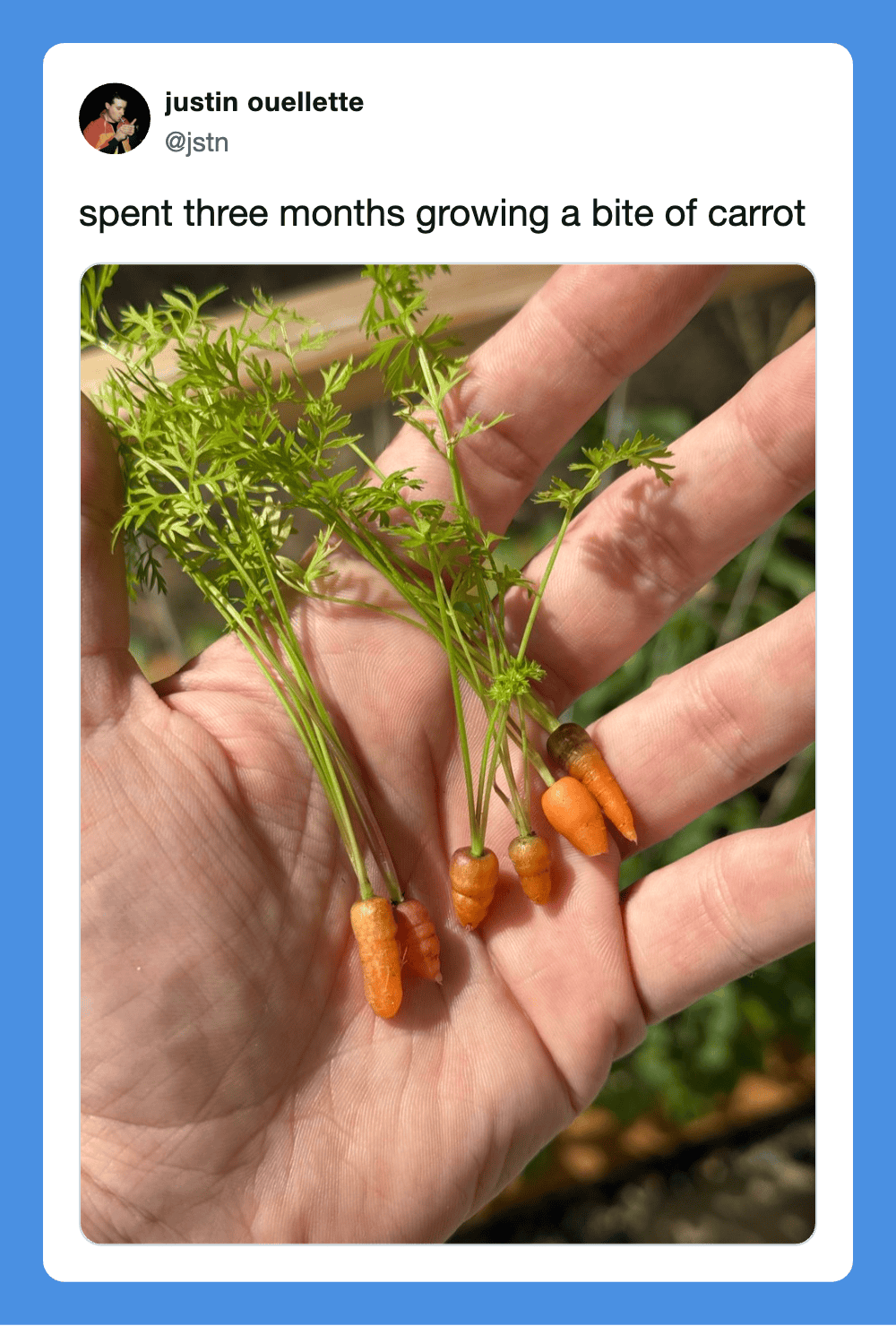 Hand holding small carrots that grew from a seedling in three months.