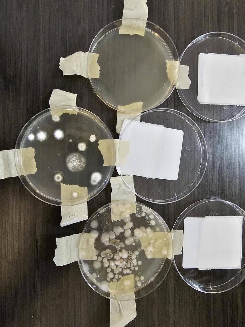 Petri dishes with bacterial growth taped to a dark surface.