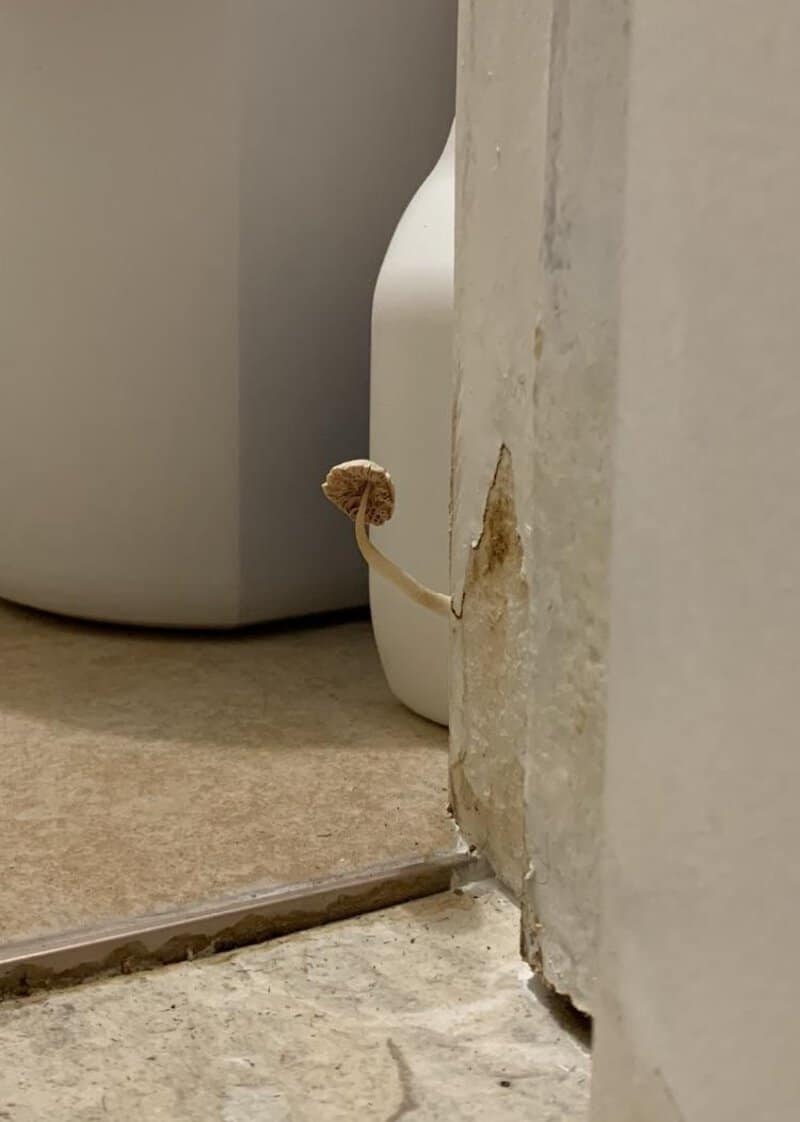 Small mushroom growing in a gap between the floor and wall near a white object.