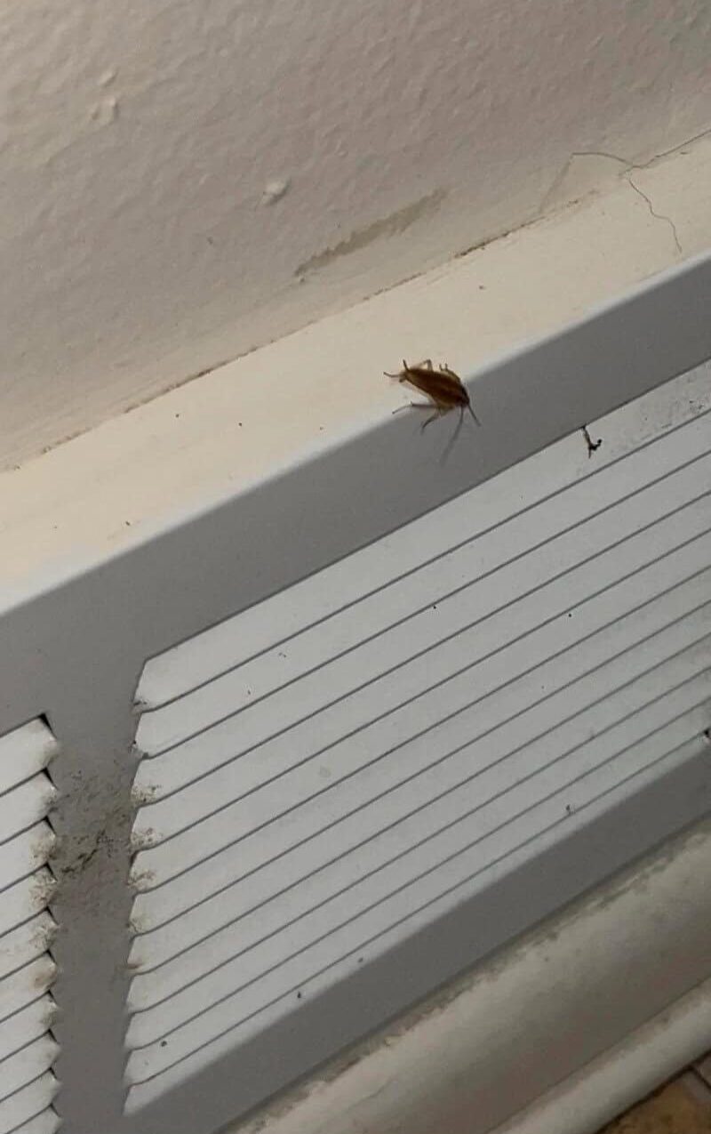 A small insect on a white vent near a wall with a crack.