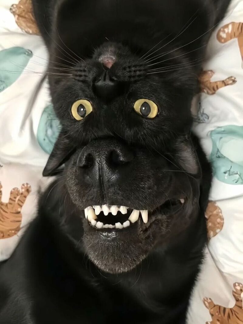 Black dog with upside-down face, showing teeth, on a patterned blanket.