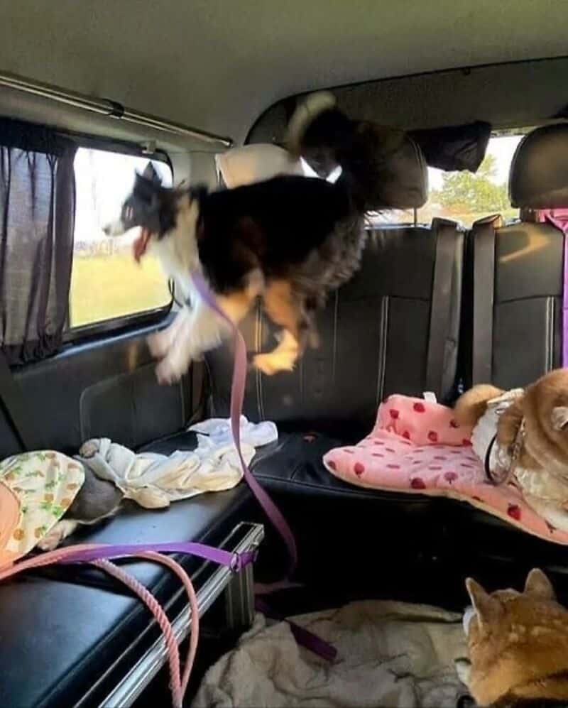 Dog jumping in the backseat of a car with other dogs and blankets.