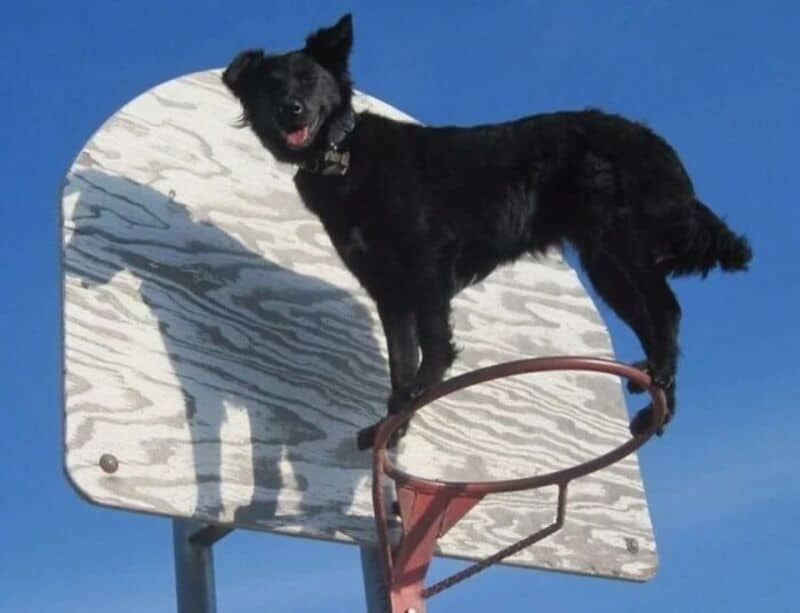 Dog standing on a basketball hoop with a blue sky background.