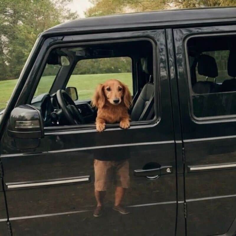 Dog with head out of car window, looking forward, in a park setting.