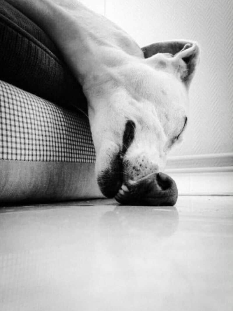 Dog sleeping on the floor with head resting on the ground and body partially on a couch.