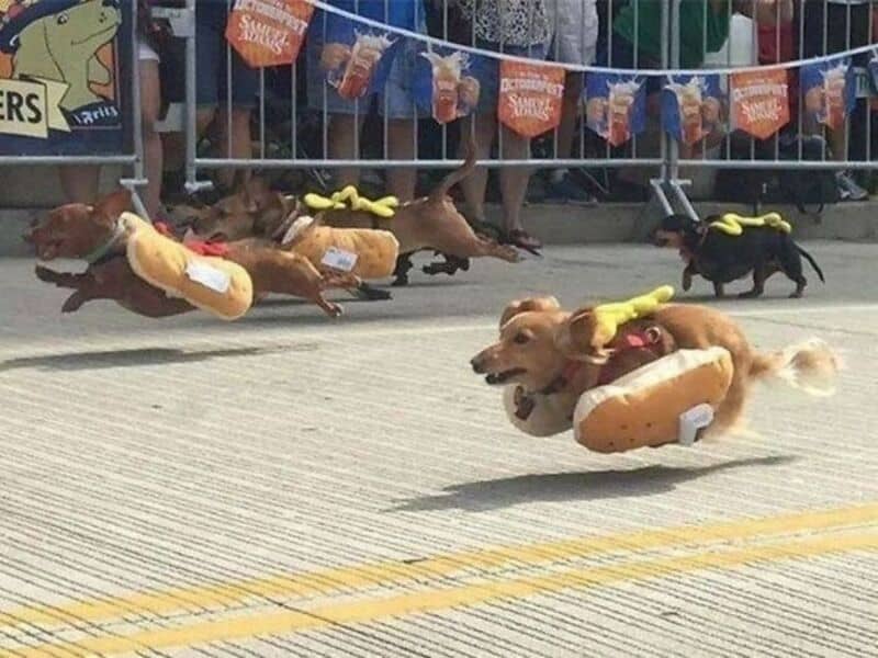 Dogs dressed as hot dogs running in a race at a festival.