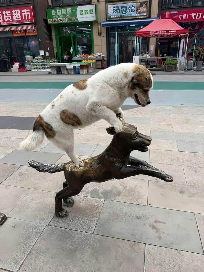 Dog balancing on a bronze horse sculpture on a city sidewalk.