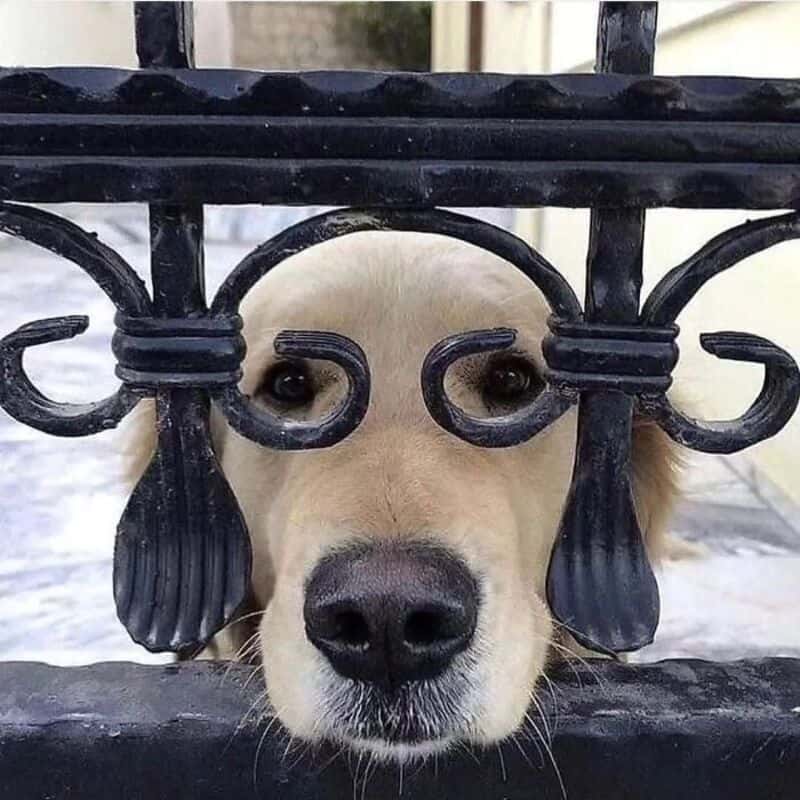 Dog peeking through a black metal fence with a curious expression.