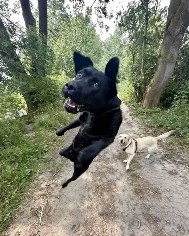 Black dog jumping with a happy expression, beige dog in background on a forest trail.
