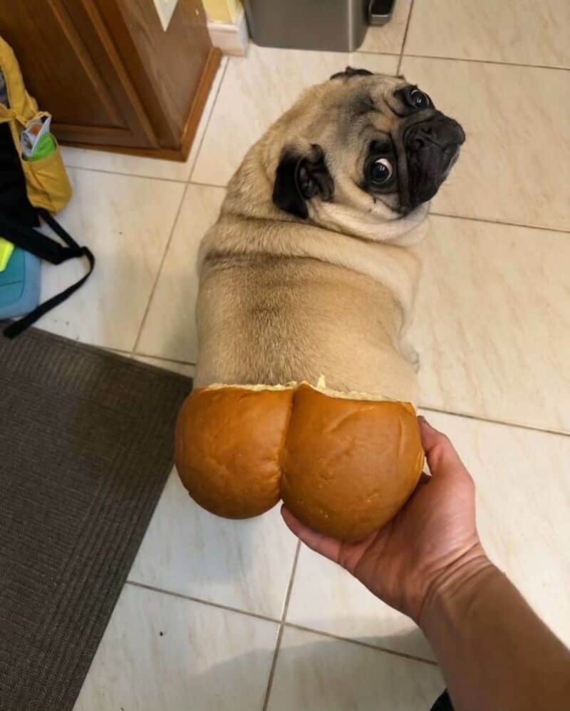 Dog with bread buns on its back, looking back at the camera.