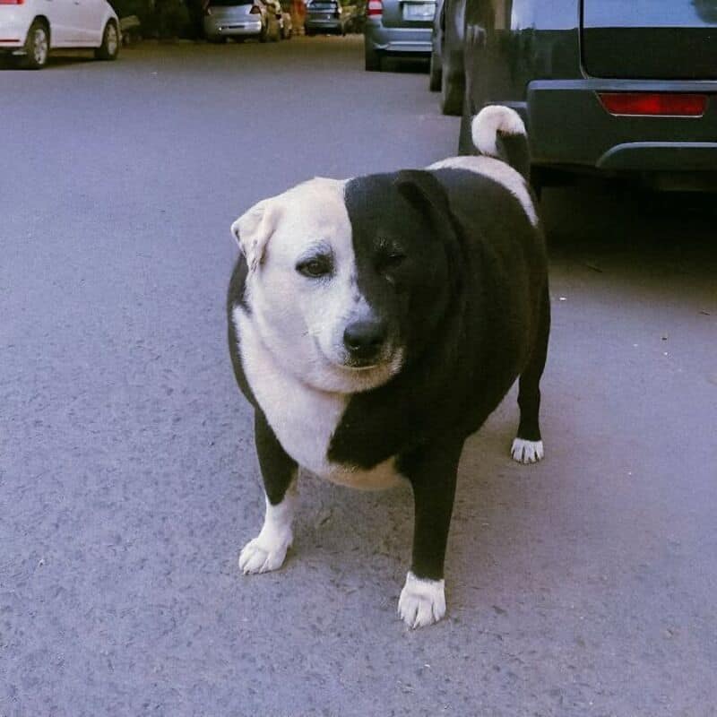Dog with half black and half white face, standing on street.