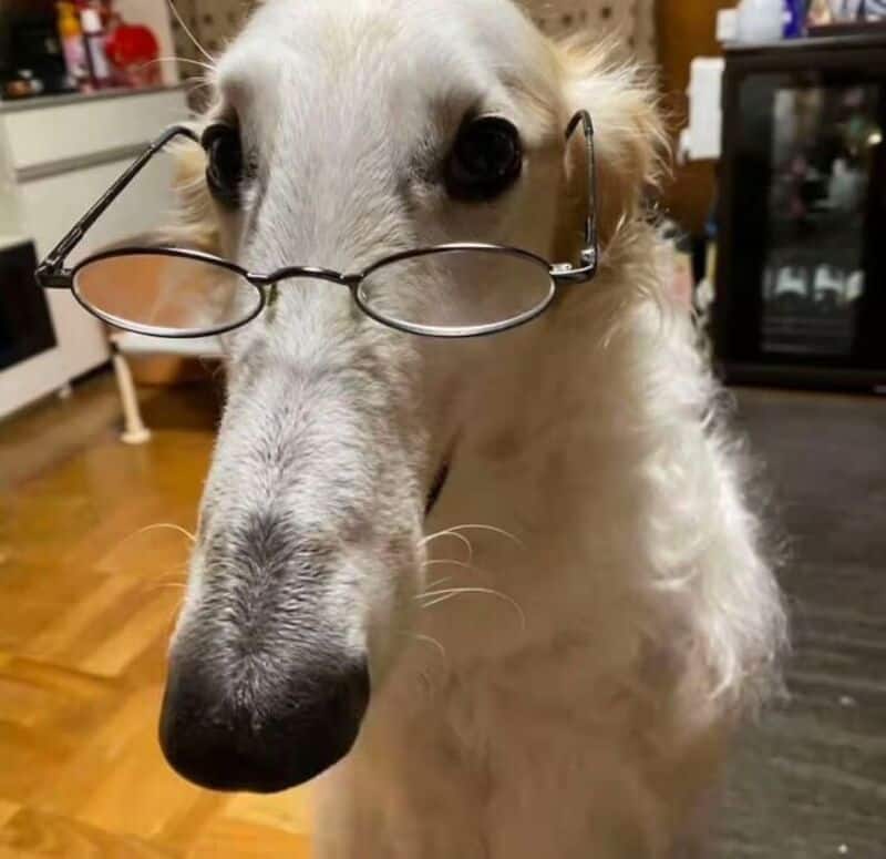 Dog wearing glasses with a humorous expression, indoors.