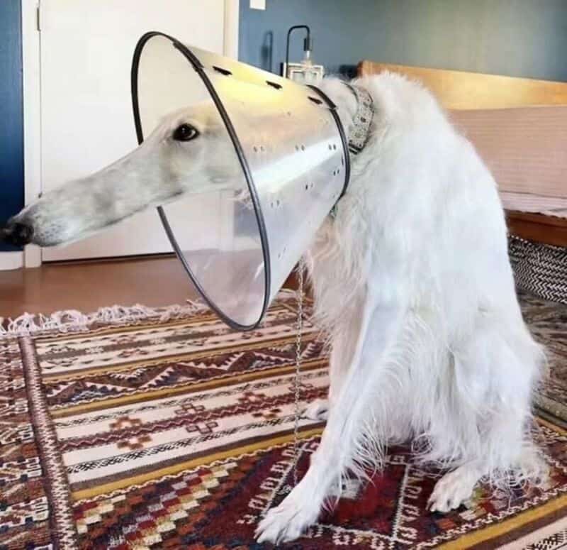 Dog with a plastic cone around its neck, sitting on a patterned rug.