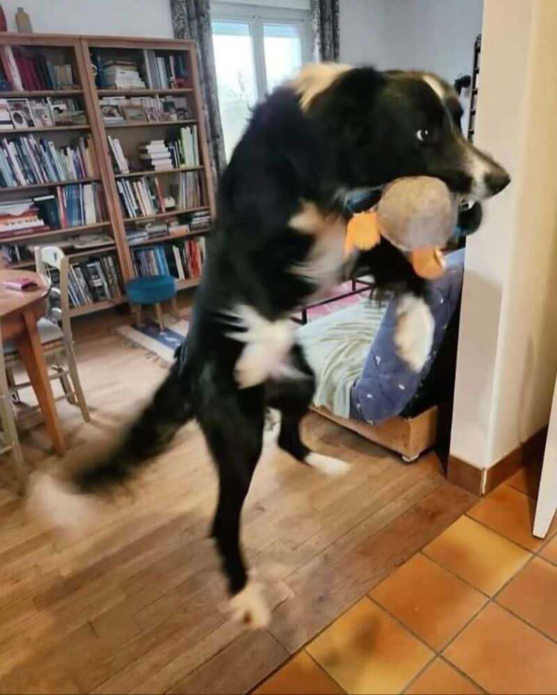 Dog jumping with a toy in its mouth in a living room.