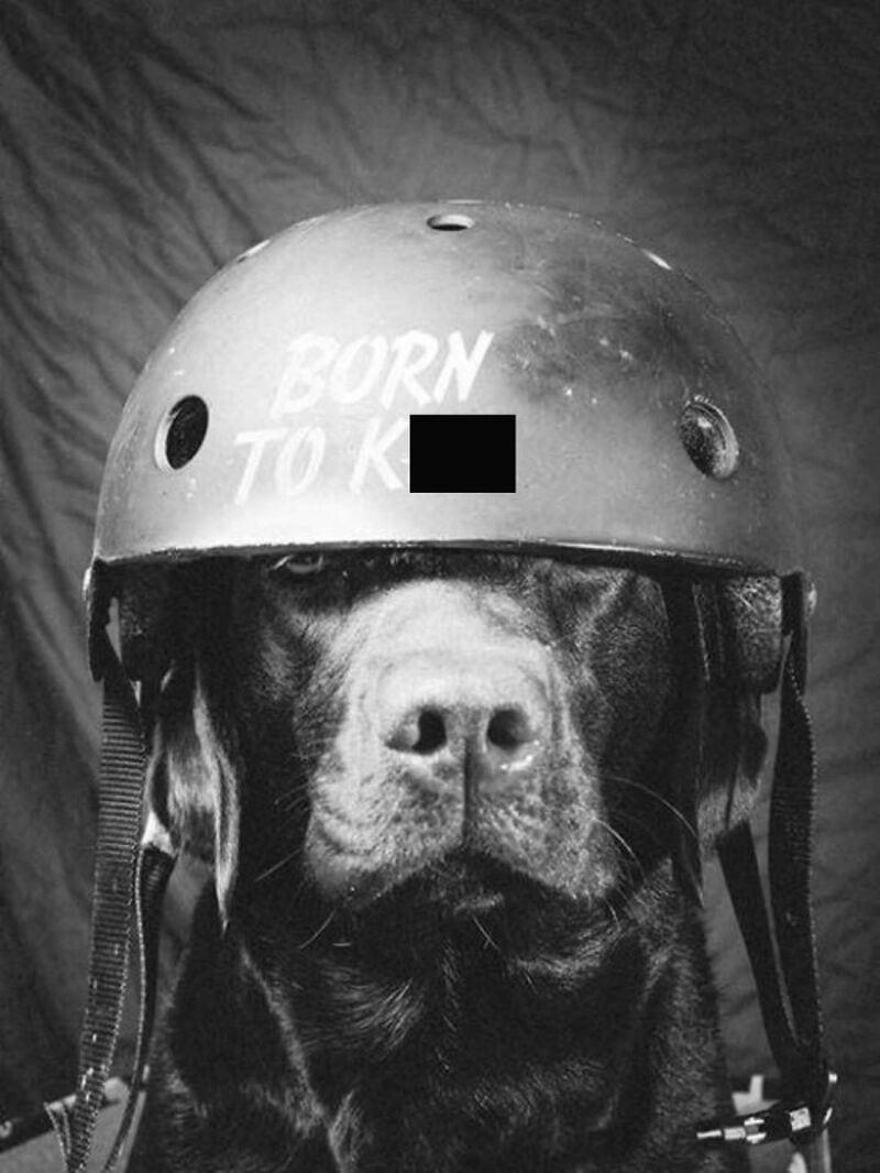 Dog wearing a helmet with 'BORN TO K' text, black and white photo.