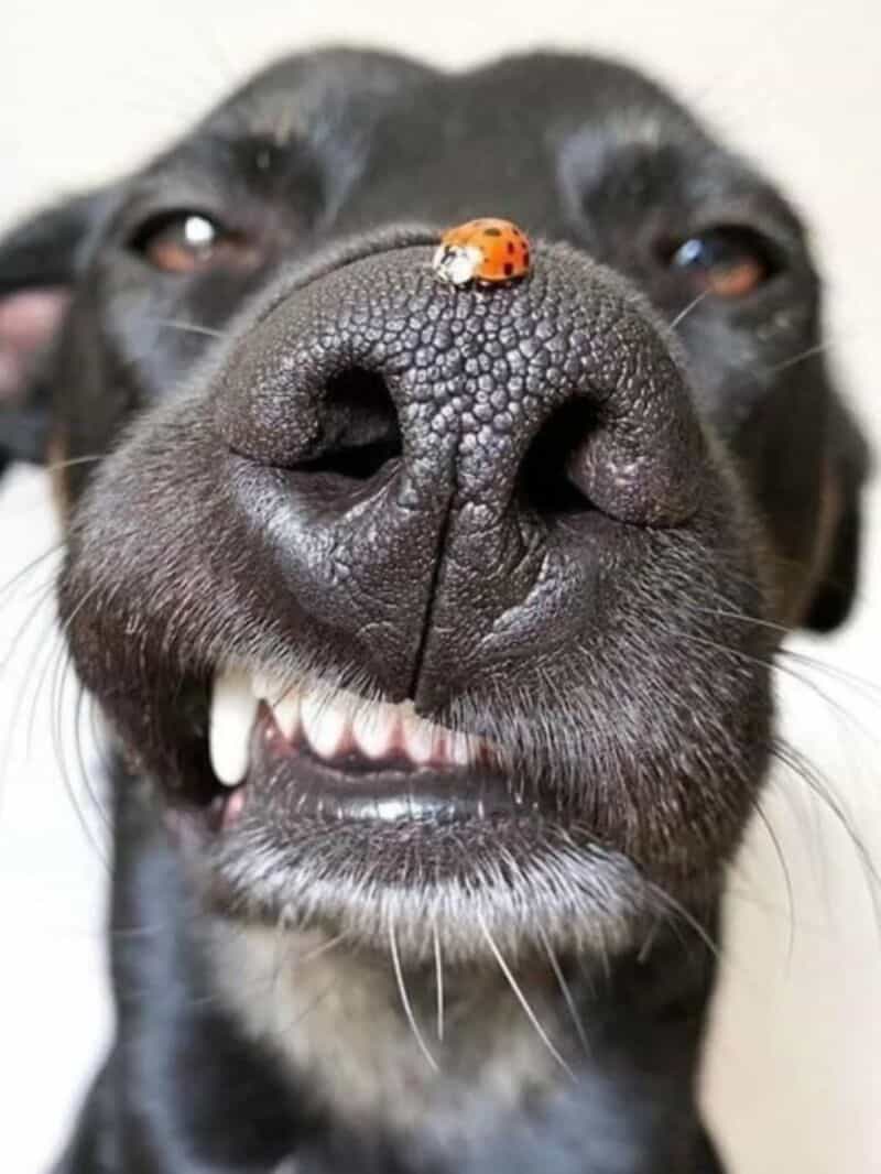 Close-up of a dog's nose with a ladybug on it, smiling with teeth showing.