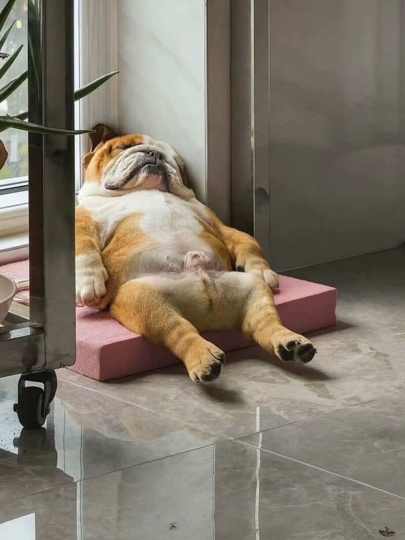 Bulldog sleeping on a pink mat near a glass door, looking relaxed.