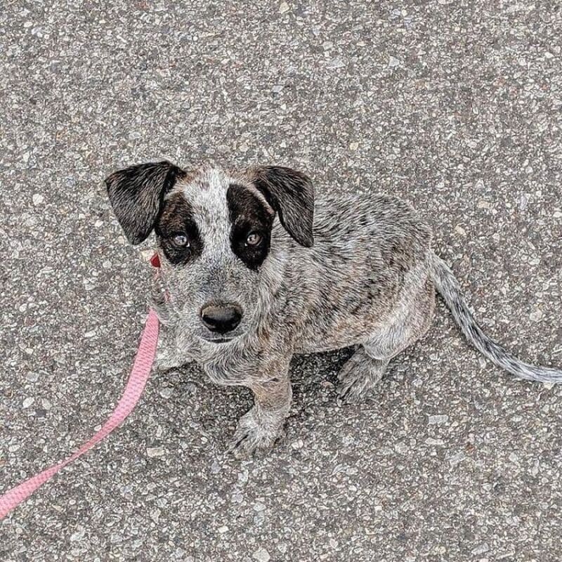 Cute dog with black and white face sitting on pavement with pink leash.