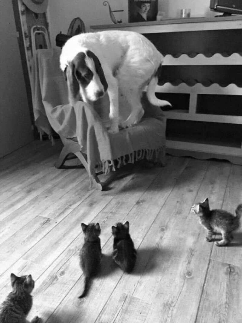 Dog sitting on a chair with four kittens on the floor looking up at it.