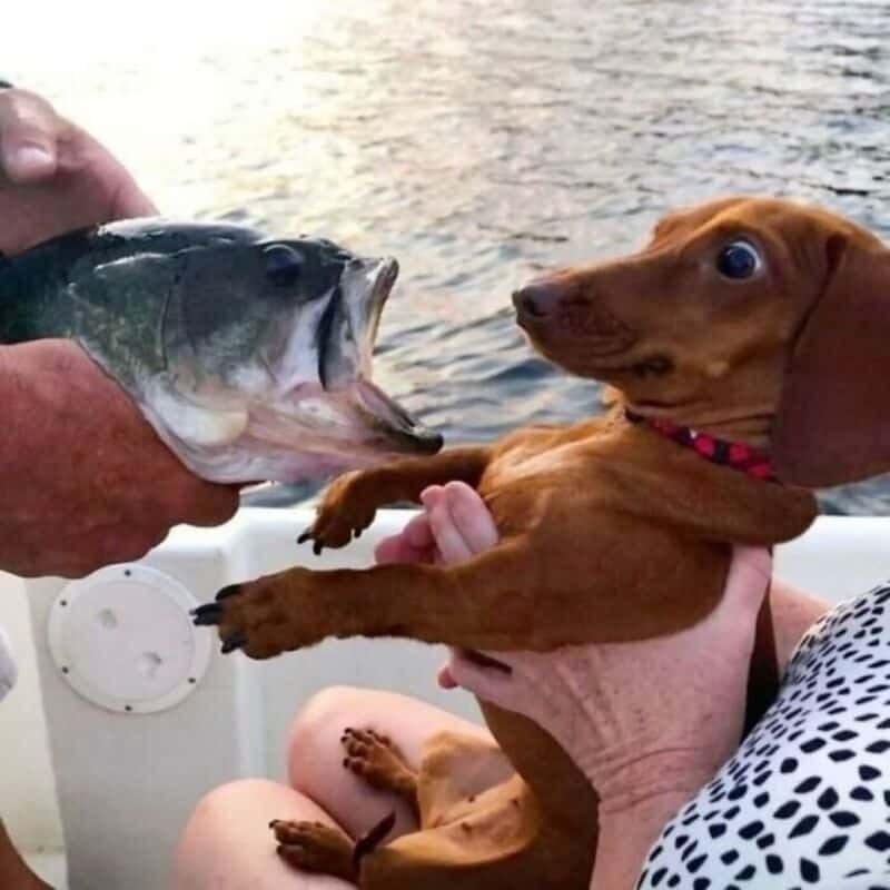Dog reaching for a fish held by a person on a boat.