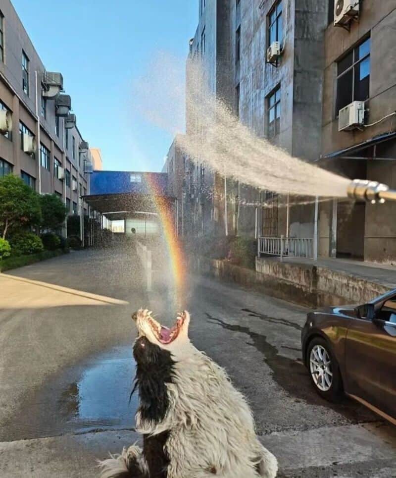 Dog with water spray and rainbow from hose in alleyway.
