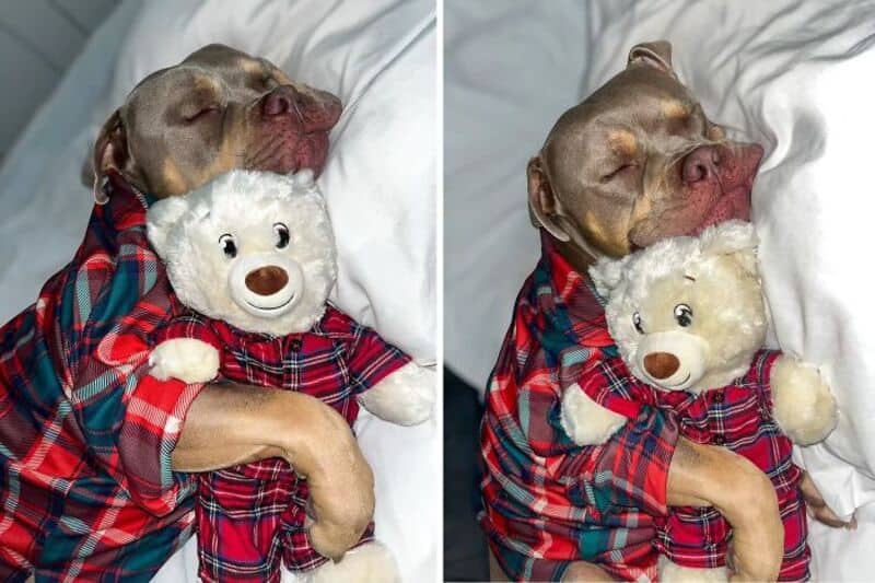 Dog hugging a teddy bear while sleeping, wearing a red plaid shirt.