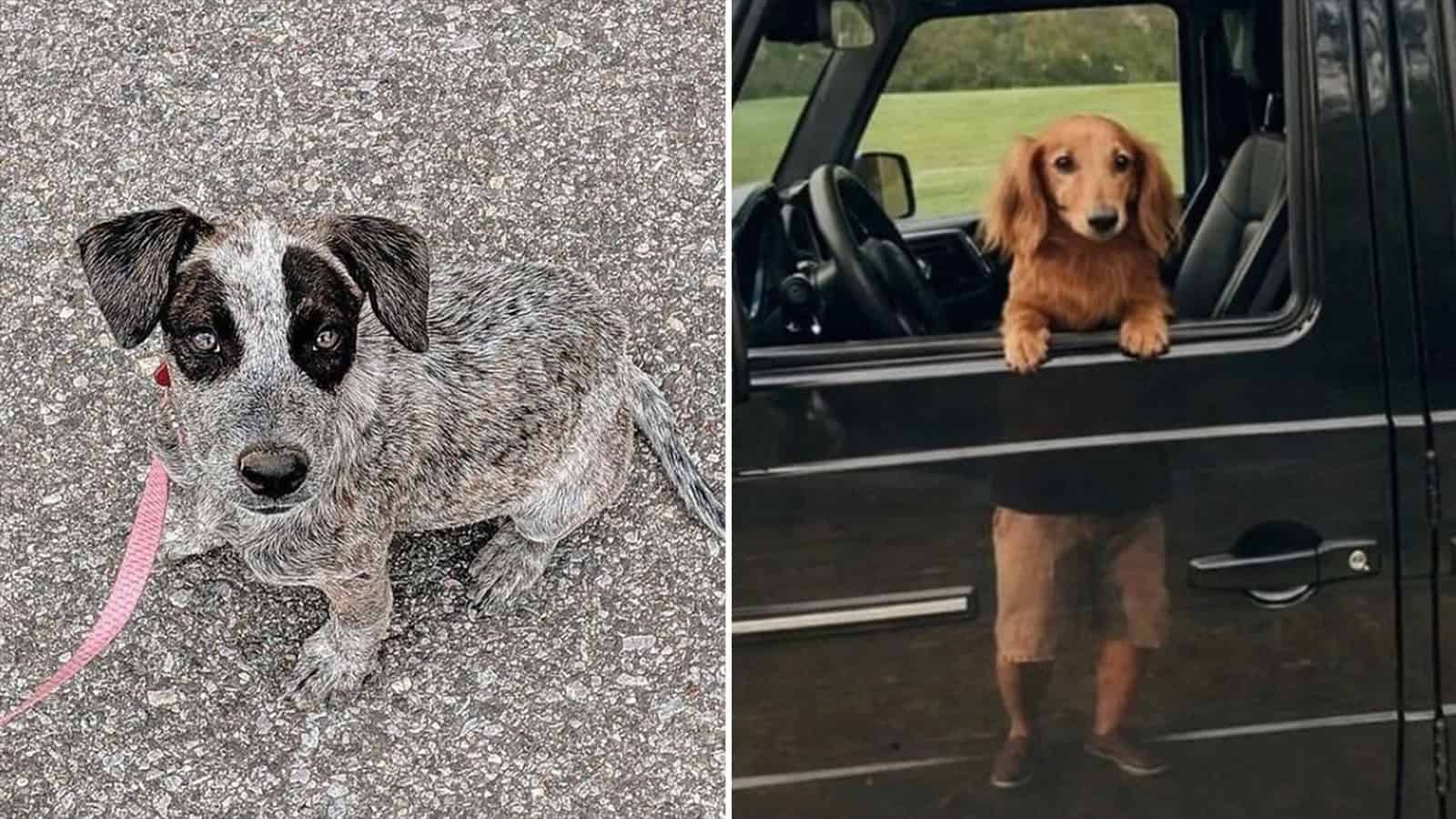 Two dogs, one on gravel and one looking out of a car window.
