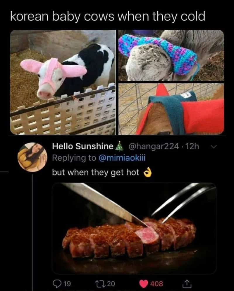 Korean baby cows when they cold, with images of cows in sweaters and a tweet about them.