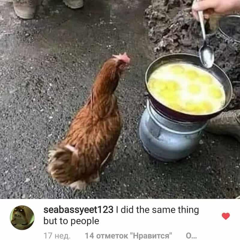 Chicken looking at a pan of eggs being cooked outdoors.