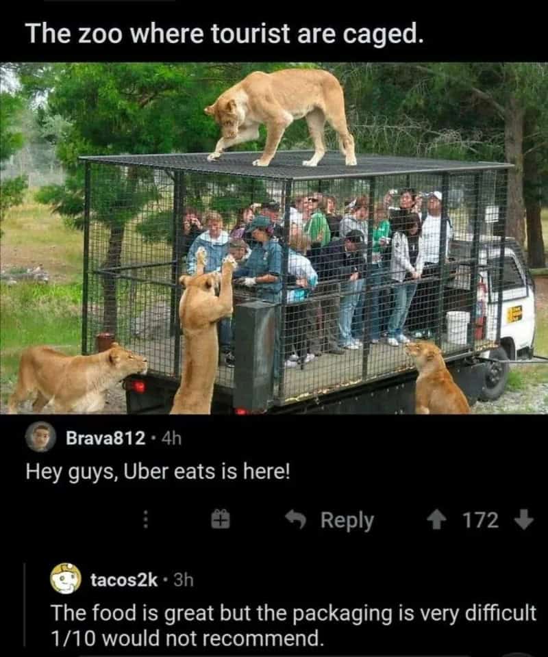 Tourists in a cage with a lion on top, Uber Eats delivery in a zoo.