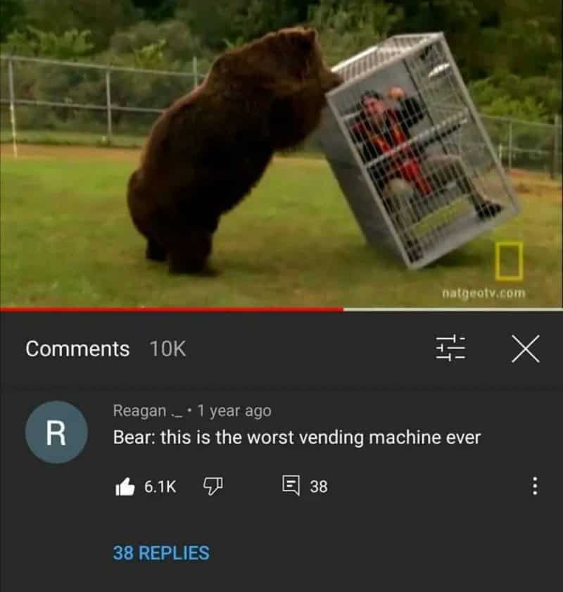 Bear pushing a cage with a person inside, on a grassy field.