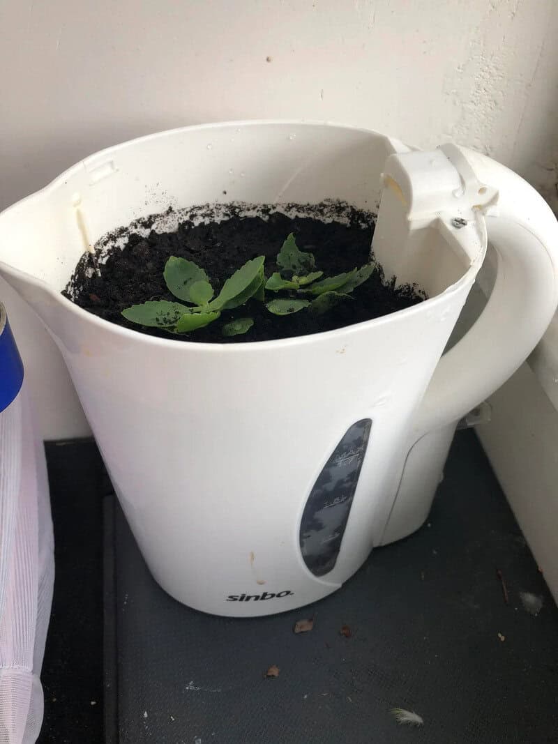 A white electric kettle filled with soil and green plants growing inside.