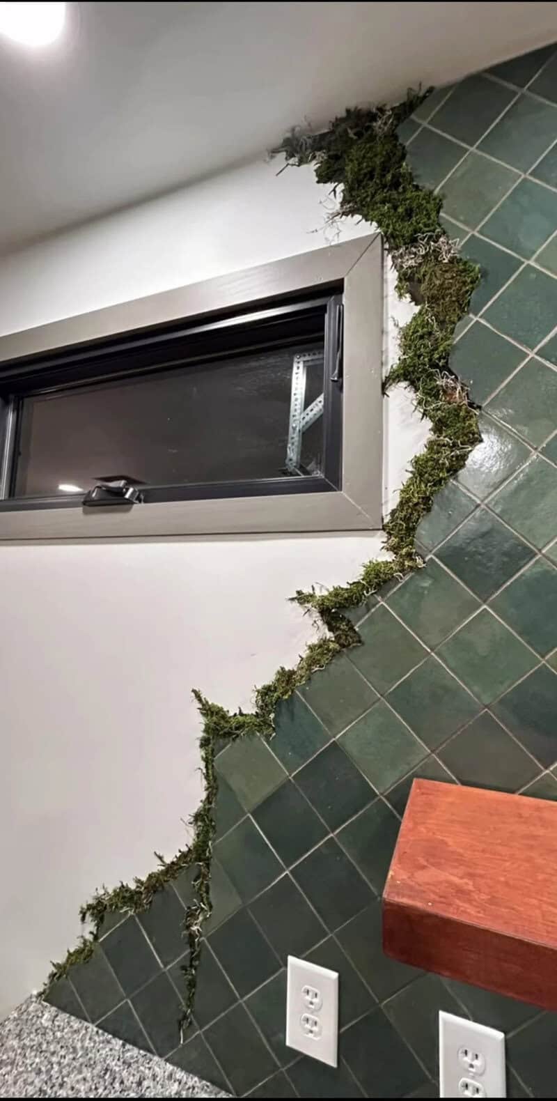 Moss growing along a window frame and wall in a room.