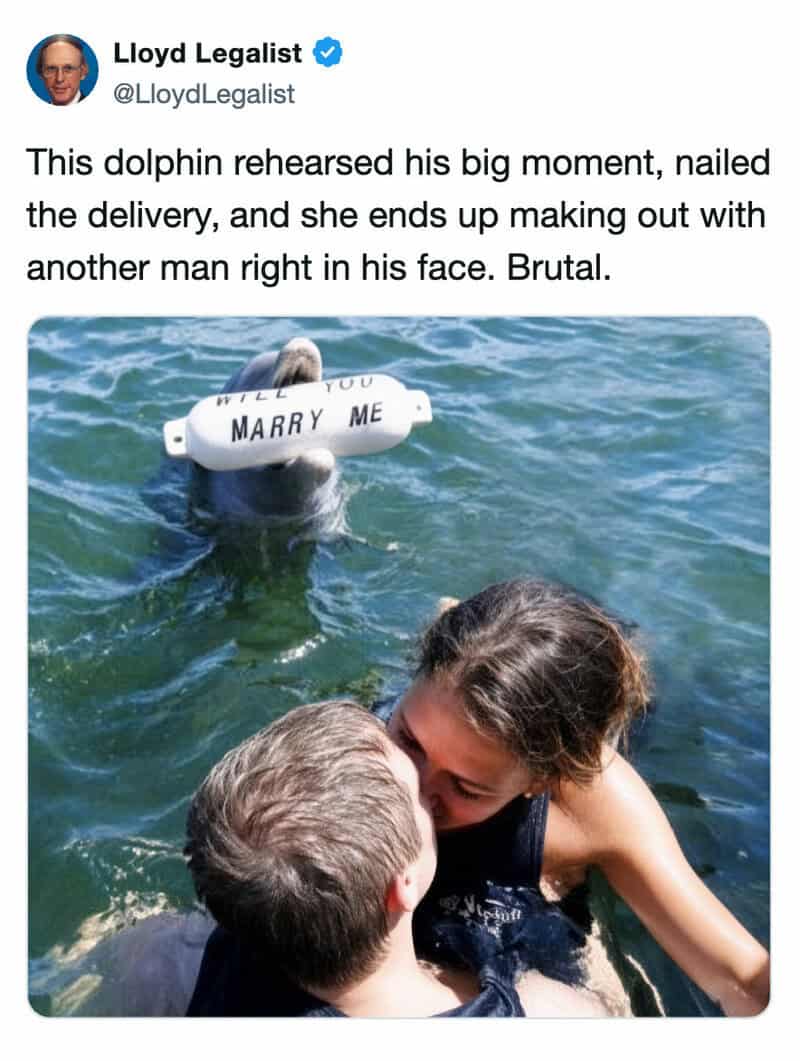 Dolphin holding a 'Will you marry me' sign, with a woman and man in water.