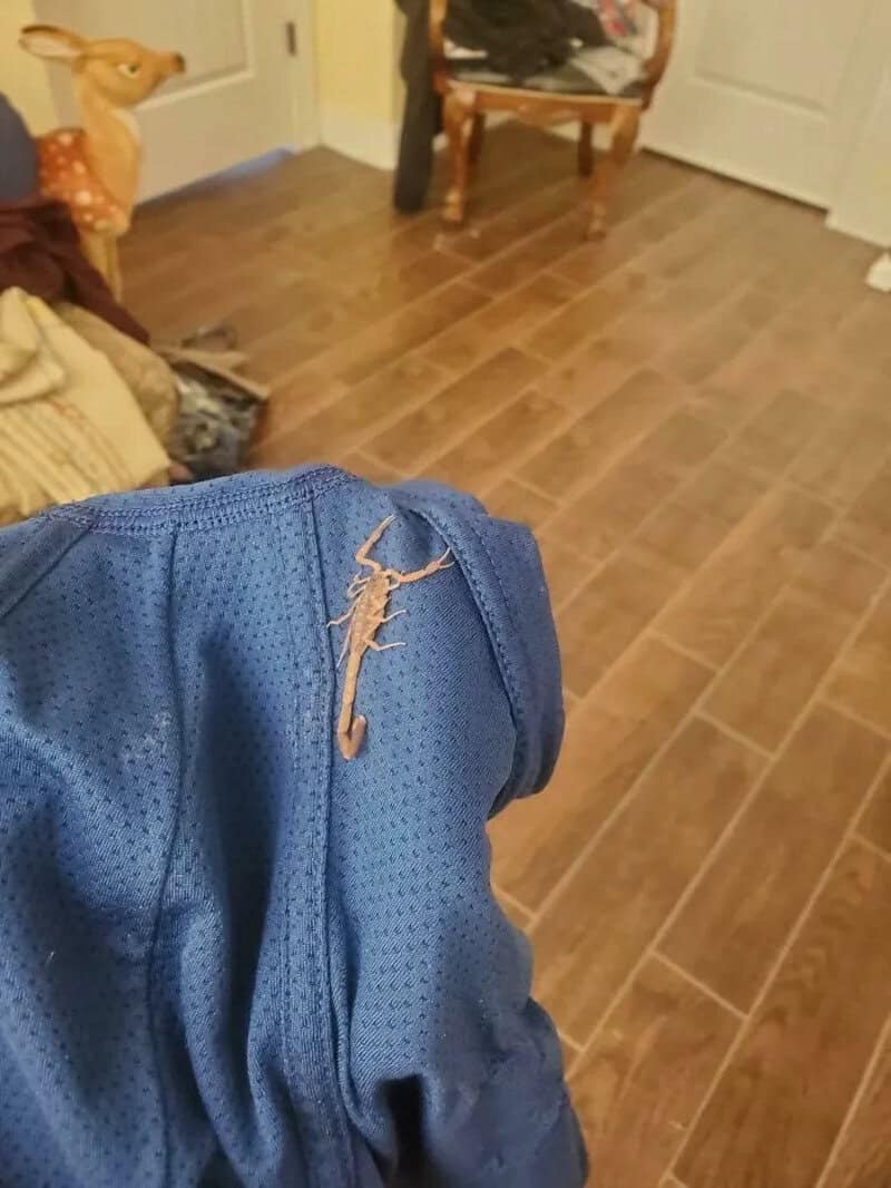 Lizard on a blue jacket in a room with wooden floor and furniture.