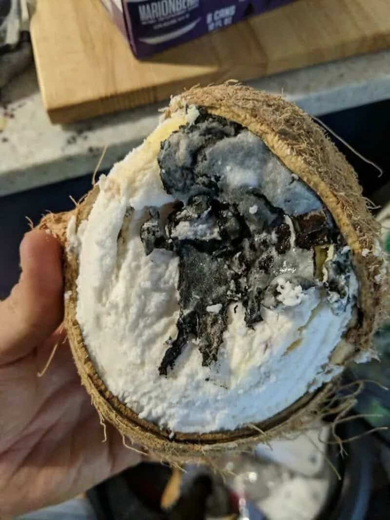 Ice cream with black and white mold or fungus inside, in a coconut shell.