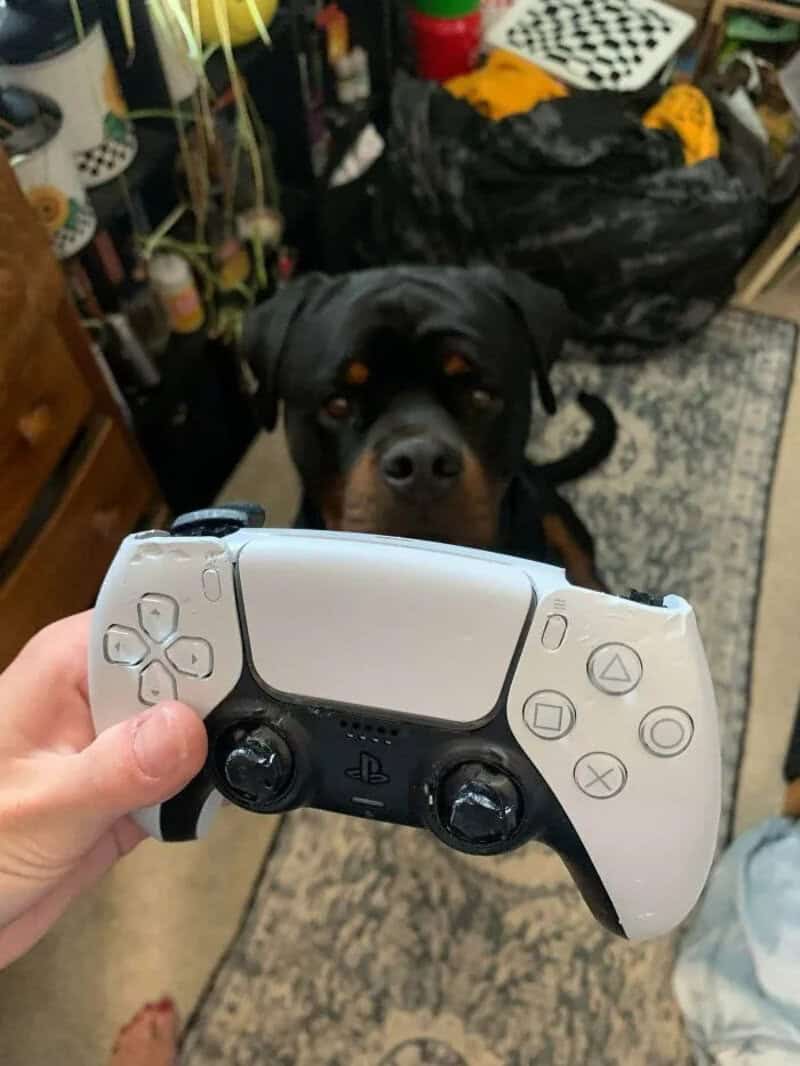 Dog looks at camera behind a broken PlayStation 5 controller.
