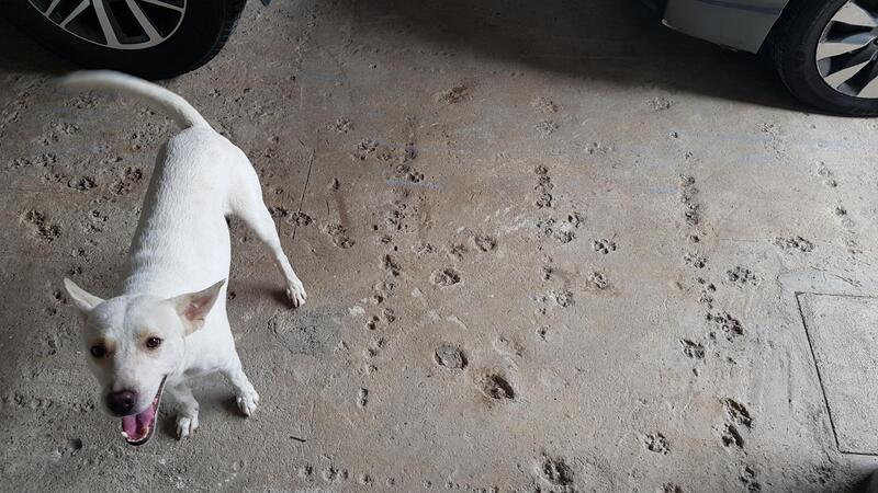 Dog standing on concrete with tire tracks and footprints.